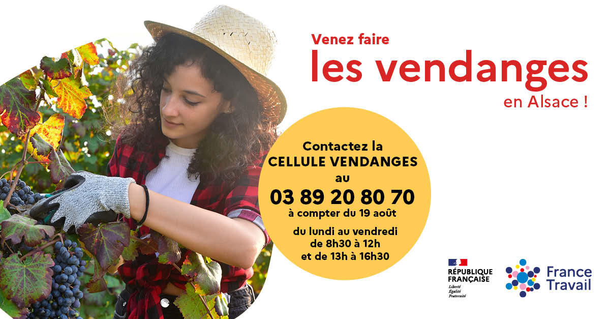 Alsace-Vendanges-la-cellule-est-ouverte-pour-la-campagne-2025.jpg (108 KB)